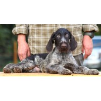 Породистый щенок из помета П кобель №8 породы дратхаар Породистый щенок из помета П кобель №8 породы дратхаар